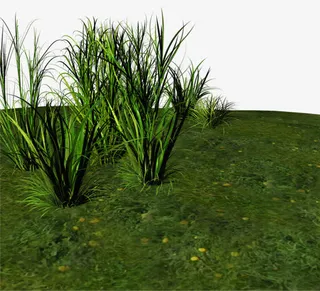 丛林中的小草免抠