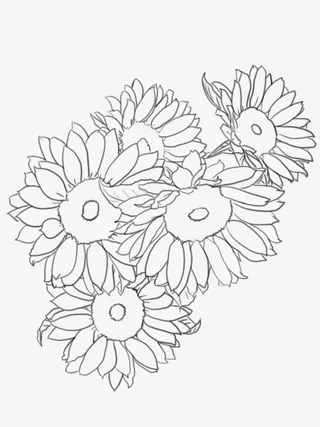 向日葵手绘线稿可练习填色免抠