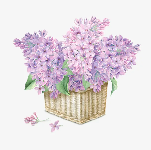 手绘紫色花朵花卉插花免抠