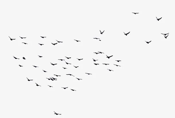 关于鸟的各种素材-2免抠