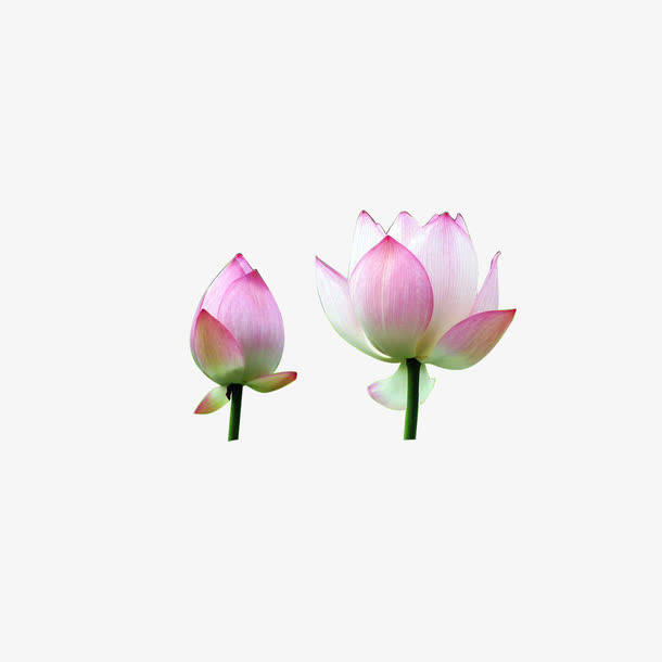 荷花素材免抠