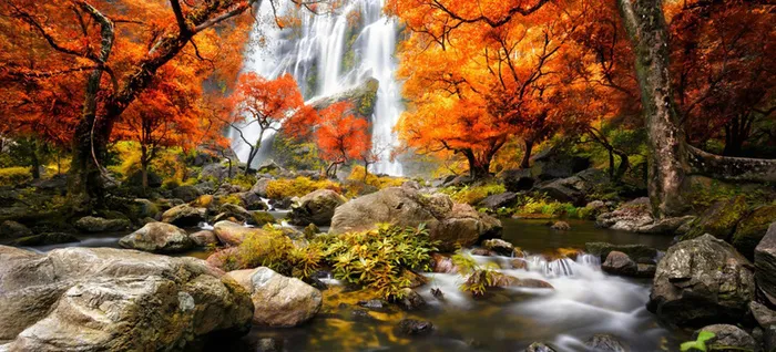 秋冬唯美树林风景背景高清