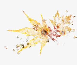 枫叶免抠素材免抠