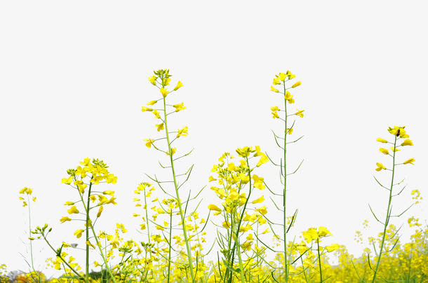 油菜花免抠