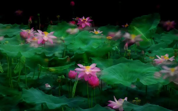 粉色荷花成片花海免抠