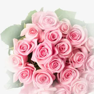 粉色玫瑰免抠 粉色玫瑰免抠