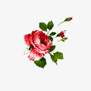 玫瑰免抠