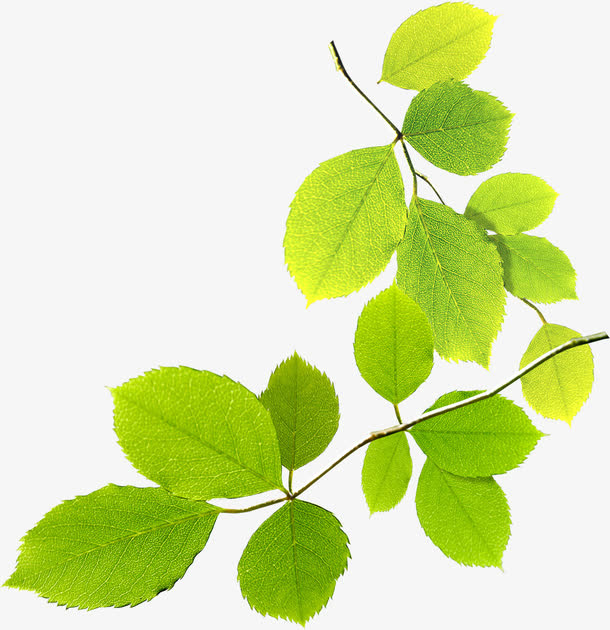 绿色清新植物树叶春天免抠
