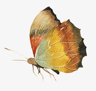 手绘枯叶蝶免抠