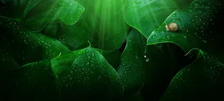 清新绿色水滴化妆品banner高清