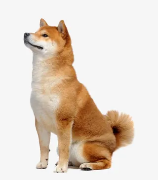 可爱的柴犬素材图片免抠