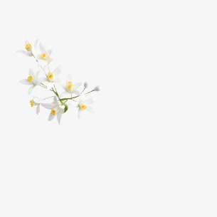白色花朵 png素材免抠