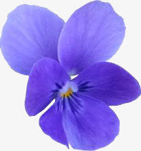 花卉免抠