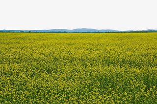 克什克腾大草原免抠
