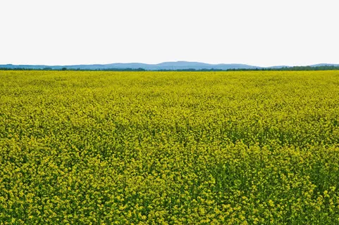 克什克腾大草原免抠 克什克腾大草原免抠