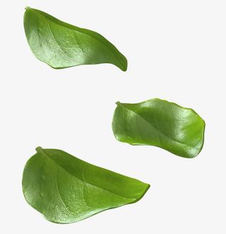 叶子绿叶漂浮免抠