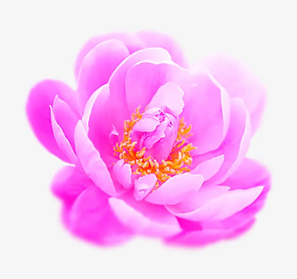 免抠红色手绘花朵免抠