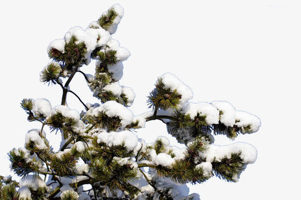 积雪树枝免抠