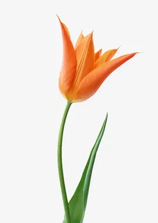 花卉 透明底色png素材免抠