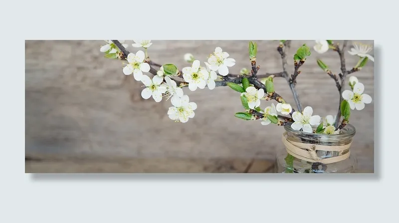 摄影文艺白色的花高清