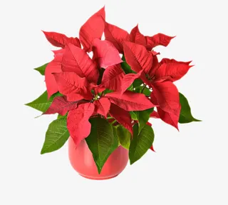 红色树叶盆栽免抠