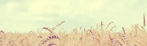 麦穗banner高清