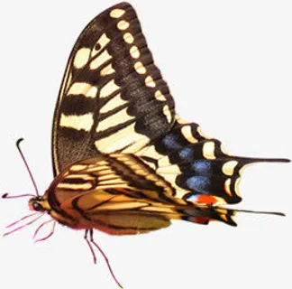 手绘彩色春天蝴蝶设计免抠装饰动物元素