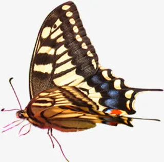 手绘彩色春天蝴蝶设计免抠装饰动物元素