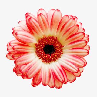 花朵图片鲜花图片素材免抠