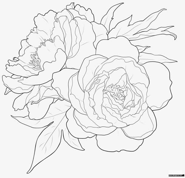 手绘素描开放的菊花免抠