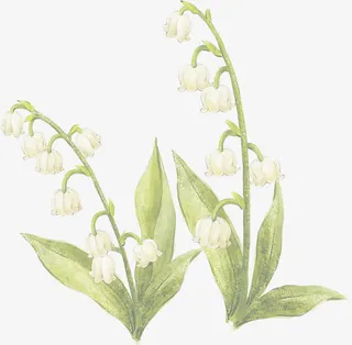 手绘植物铃兰海报免抠