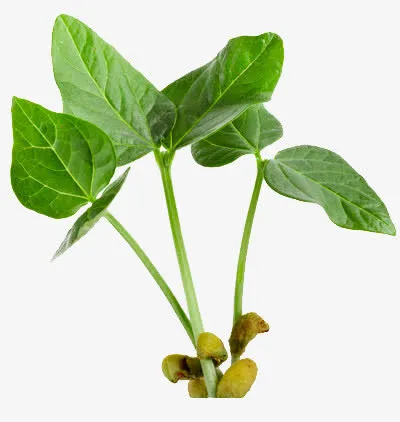 新鲜叶子免抠