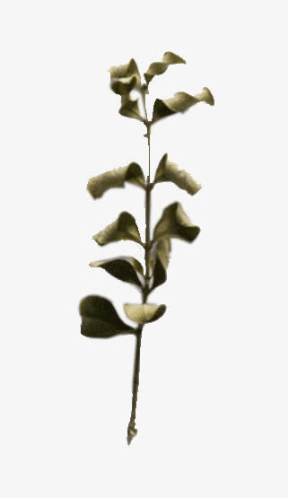 干枯树枝免抠