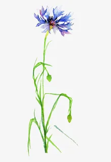 绿色的手绘花免抠