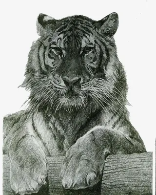 精致老虎脸部特写免抠