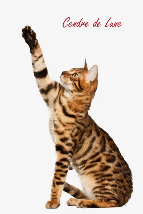 小猫咪动物免抠