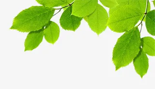 清新绿叶边框免抠