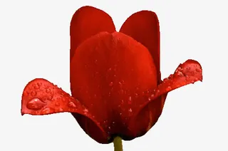 红色免扣花骨朵png素材免抠