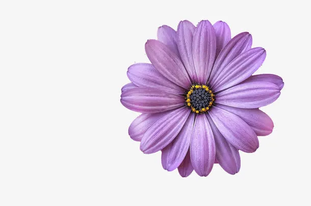 紫色花朵免抠