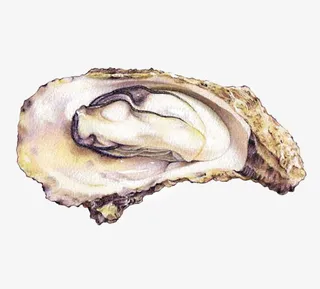 水彩生蚝免抠