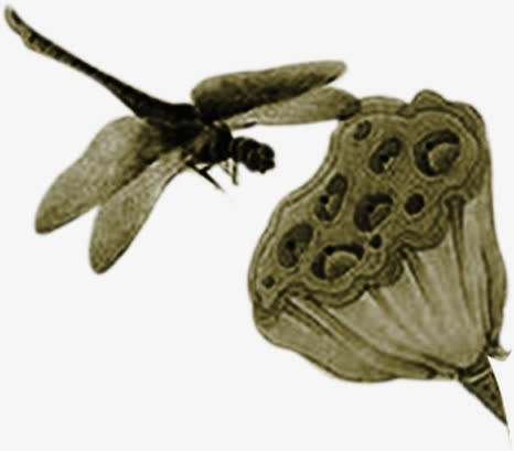 蜻蜓莲子图片素材免抠