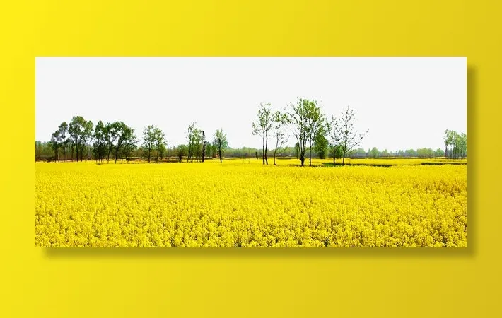 一起去看油菜花旅游海报免抠背景摄影风景元素