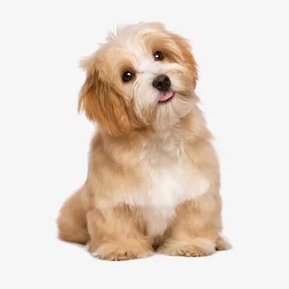 歪头的小狗免抠