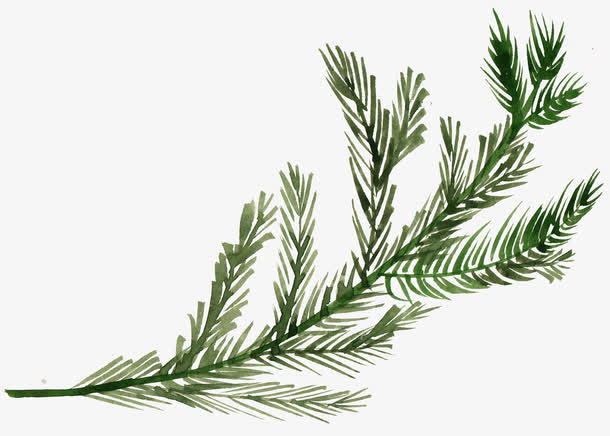手绘圣诞节松枝免抠