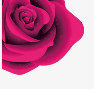 粉色系玫瑰免抠