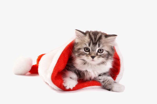 圣诞节红色帽子可爱猫咪素材图片免抠