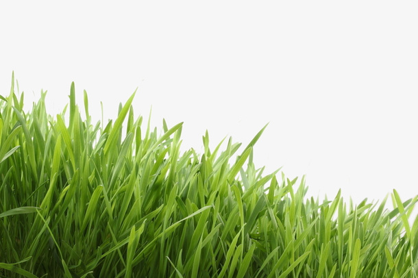 绿色草地免抠背景摄影风景元素