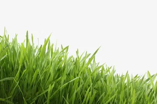 绿色草地免抠背景摄影风景元素