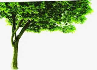 春天清新大树植物免抠
