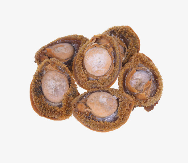 精品鲍鱼设计素材免抠